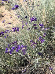 Psorothamnus scoparius