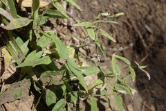 Pseudostellaria jamesiana