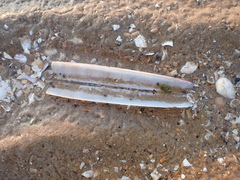 Ensis