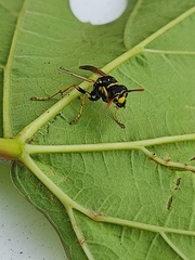 Polistes nimpha