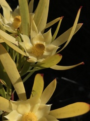Leucadendron eucalyptifolium