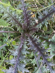 Cirsium palustre