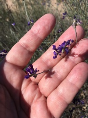 Psorothamnus scoparius