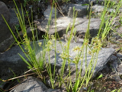 Cyperus dentatus