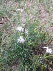 Dianthus hyssopifolius