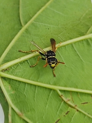 Polistes nimpha