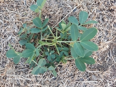 Arachis hypogaea