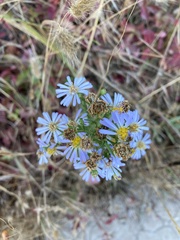 Symphyotrichum chilense