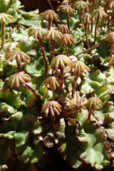 Marchantia