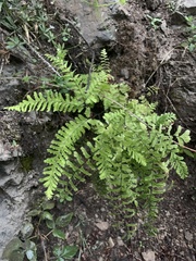 Adiantum aleuticum