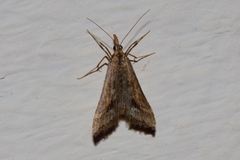 Diasemia monostigma