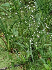 Alisma plantago-aquatica