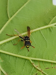 Polistes nimpha
