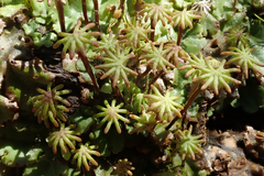 Marchantia