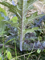 Cirsium palustre