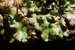 Marchantia