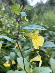 Impatiens noli-tangere