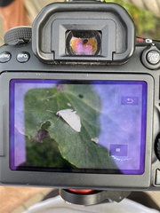 Cataclysta lemnata