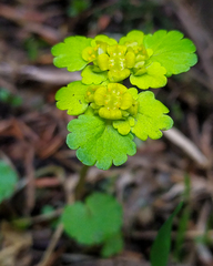 Chrysosplenium alternifolium