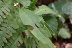 Persicaria minor