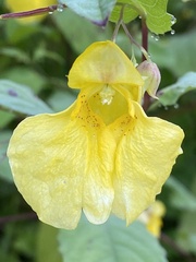 Impatiens noli-tangere
