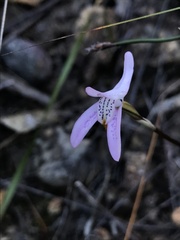 Disa bifida