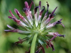 Trifolium wormskioldii