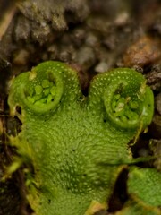 Lunularia cruciata