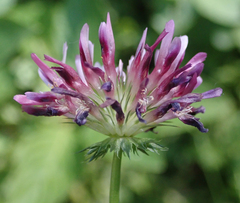 Trifolium wormskioldii