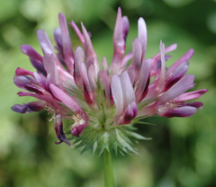 Trifolium wormskioldii