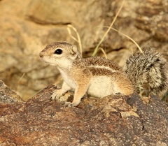 Ammospermophilus harrisii