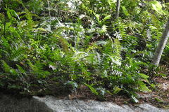 Polypodium virginianum