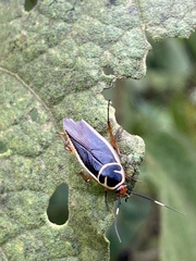 Pseudomops interceptus