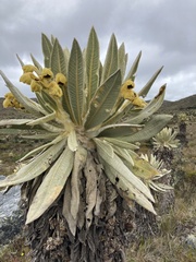 Espeletia hartwegiana