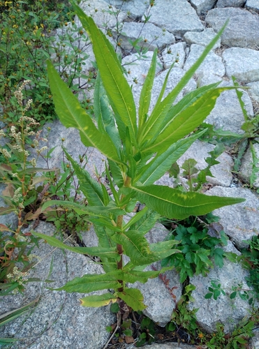 Guizotia abyssinica iNat (3)