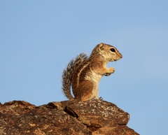 Ammospermophilus harrisii