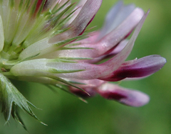 Trifolium wormskioldii