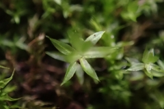 Ptychostomum pseudotriquetrum