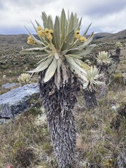 Espeletia hartwegiana