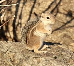 Ammospermophilus harrisii