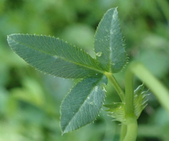 Trifolium wormskioldii