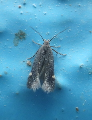 Aproaerema anthyllidella