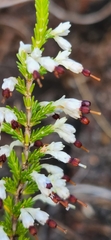 Erica imbricata