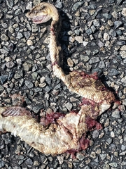 Crotalus molossus molossus