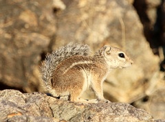 Ammospermophilus harrisii