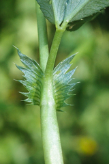 Trifolium wormskioldii