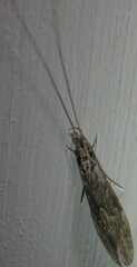 Oecetis