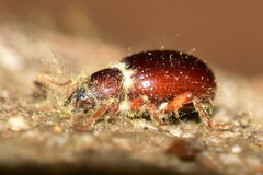 Barypeithes pellucidus