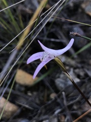 Disa bifida