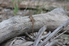 Sceloporus cowlesi